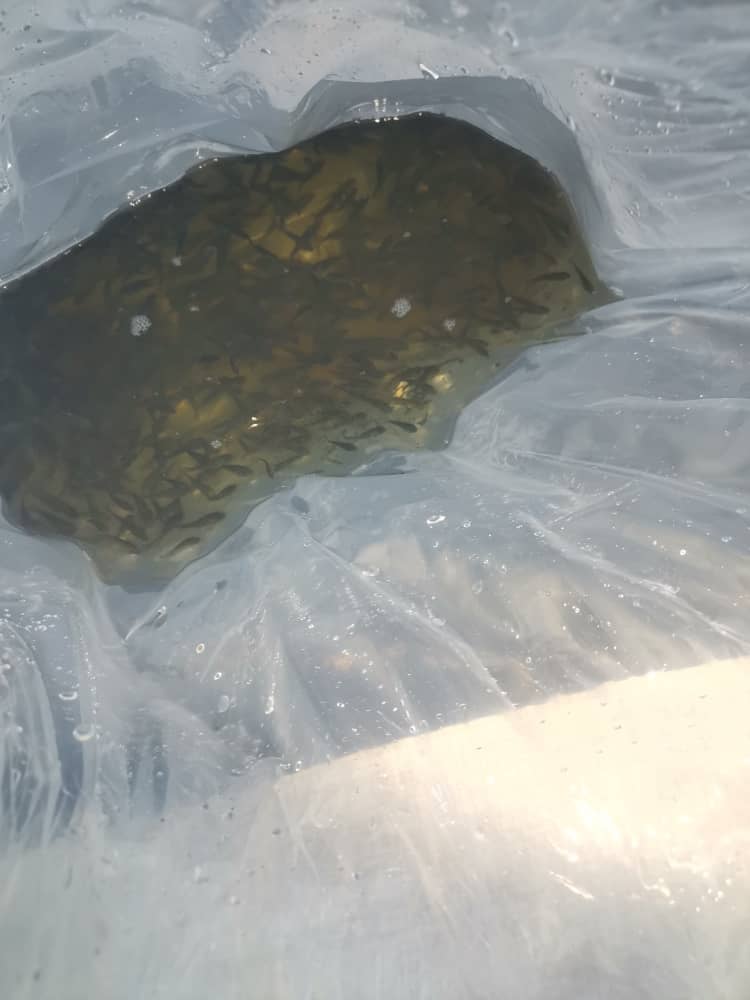 Fish Pond Construction